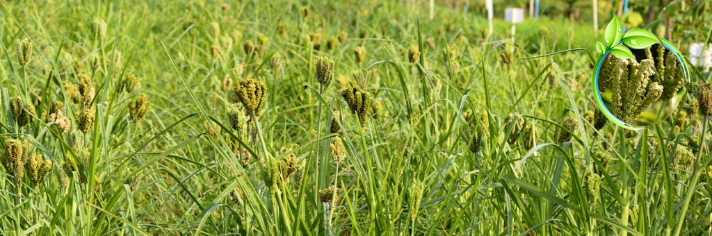 MIX CROP ORGANIC MODEL FARMS